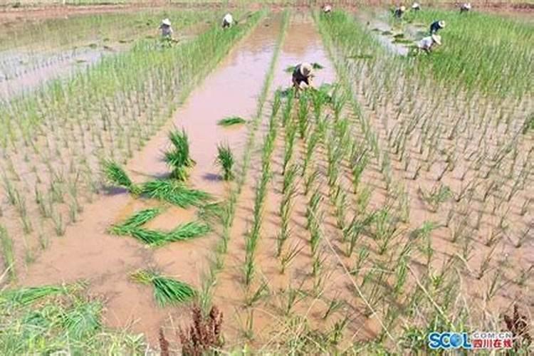 水稻怎样进行合理施肥？