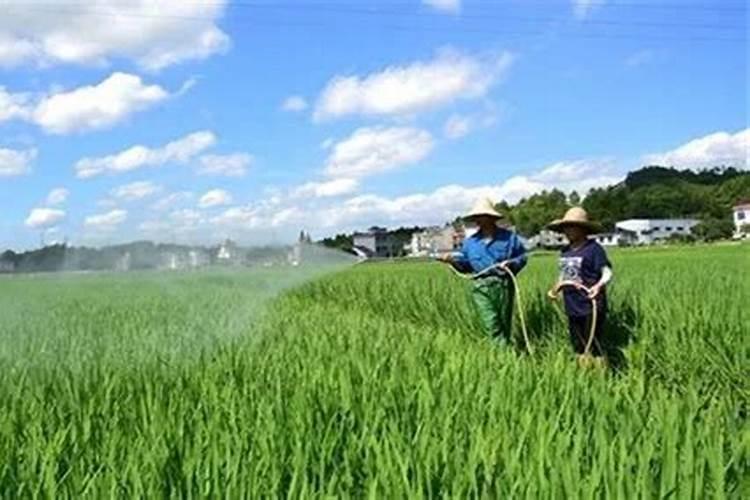 水稻施肥时间和用量