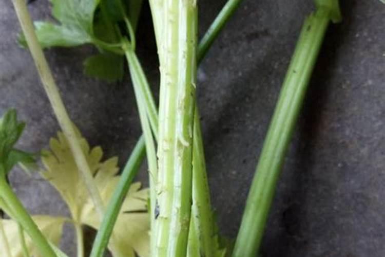 种芹菜怎么用肥才长得快 种芹菜如何用肥才长得快