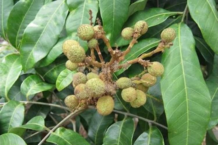 铜绿微囊藻生长天数对应时期