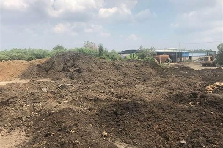 铜绿微囊藻形态特征