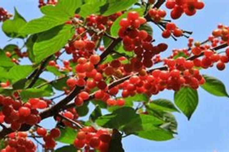 樱桃树需要施什么肥料？