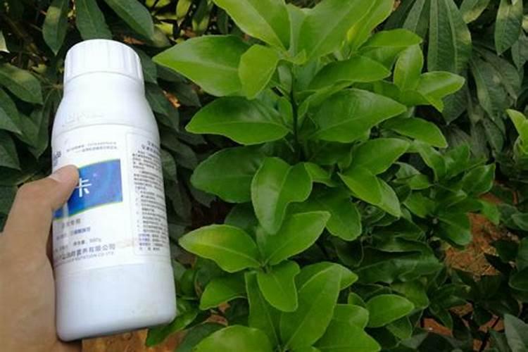 红小豆能喷叶面肥吗能用黄豆的叶面肥吗？