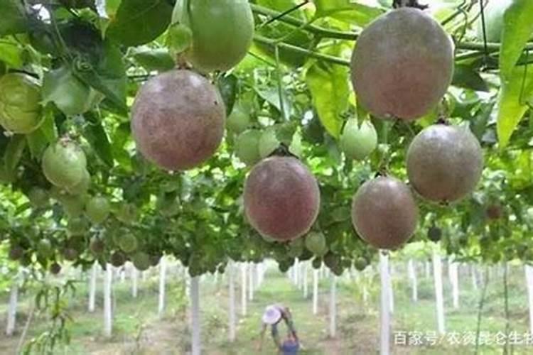 叶面肥喷后几小时下雨有效