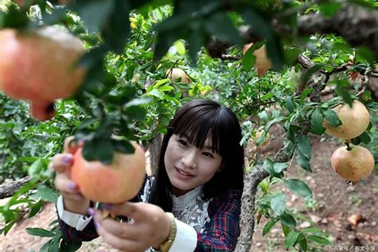 杜鹃花如何种植