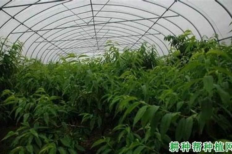 大棚毛桃幼果期温度是多少？
