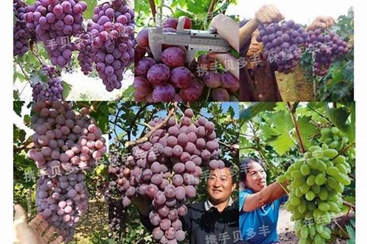 大白菜冲施什么肥料好