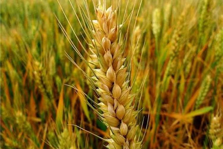 干货:植物生病原因排查及缺素症状一览表