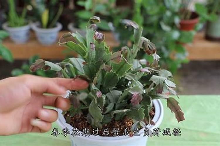 蟹爪兰长芽如何施肥长得又厚又翠绿