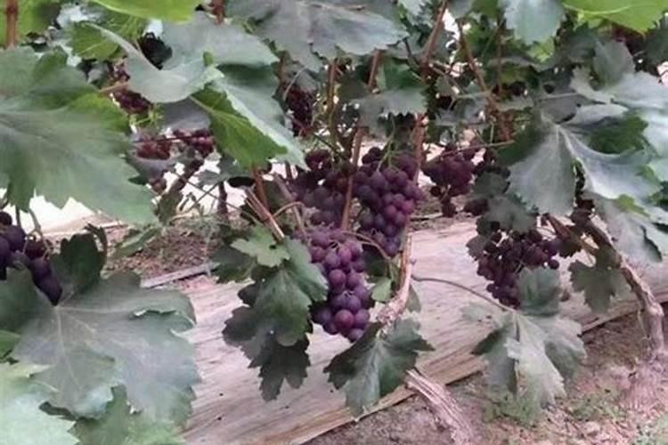 葡萄施肥时间和方法