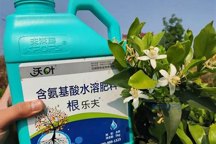 打什么药能让柿子色好