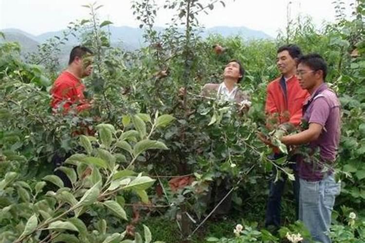 果树膨大秘诀 巧用施肥提高产量