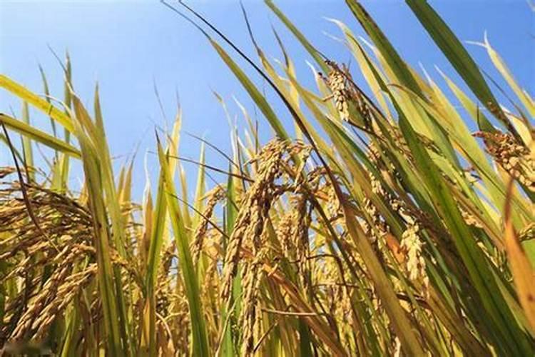 寒地水稻优化施肥技术 水稻养殖技巧总结