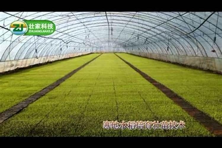 寒地低洼深泥水稻种植技术