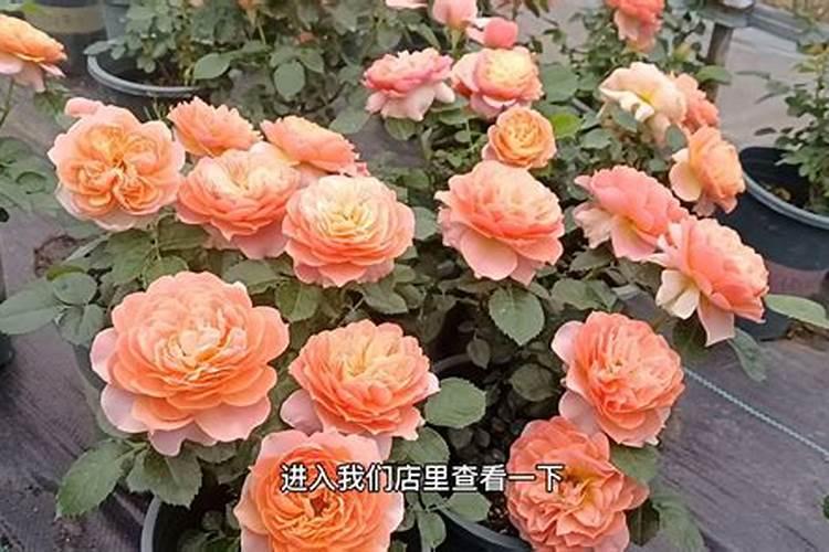 芸苔素浓度多少 月季