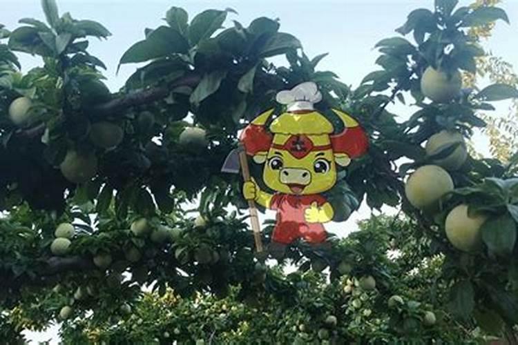 大蒜生根肥料用哪种的效果好？矿源黄腐酸钾含腐殖酸水溶肥？