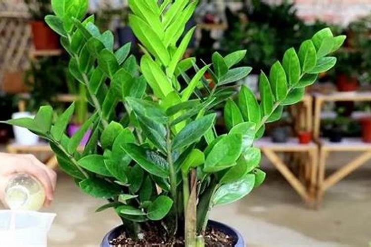 大棚种植果树注意事项 关于大棚种植果树注意事项