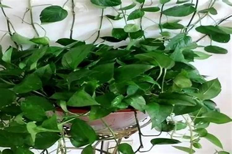 请问给蔬菜施肥有时会出现烧苗现象是为什么？