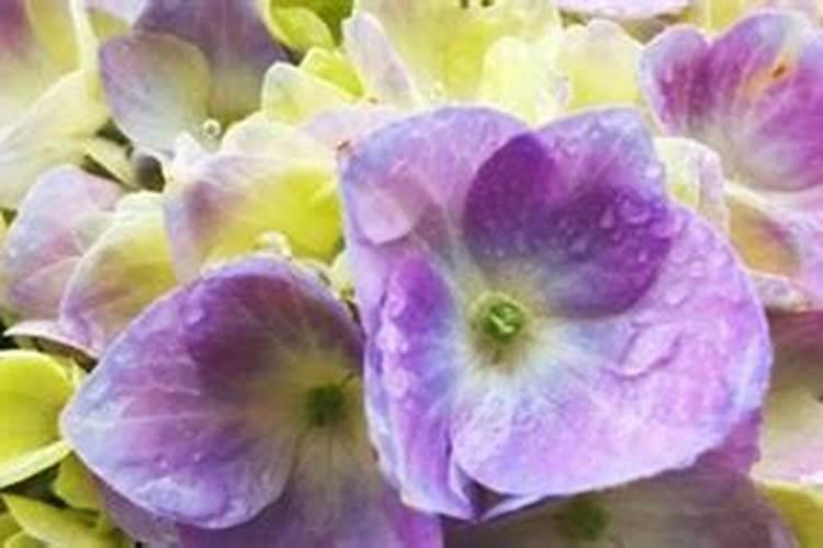 苍远微生物菌剂海藻鱼蛋白价格表