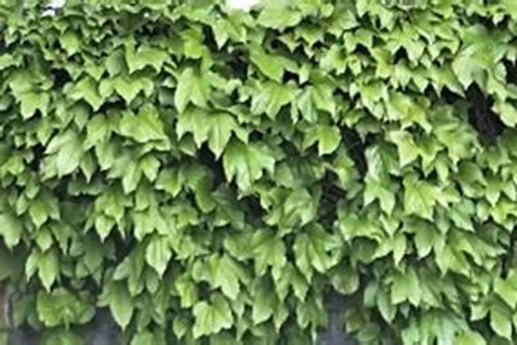 如何给盆栽爬山虎施肥？