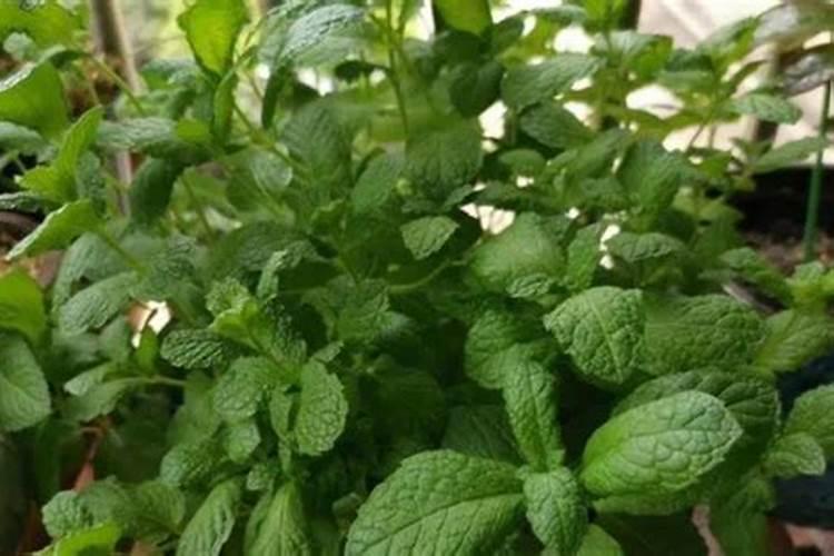 硫酸镁肥能和硫酸钾肥混用吗？