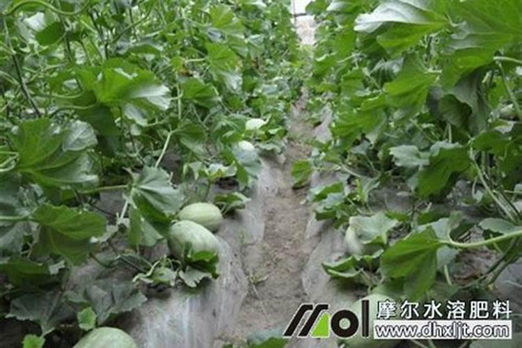 香瓜施肥时间及方法