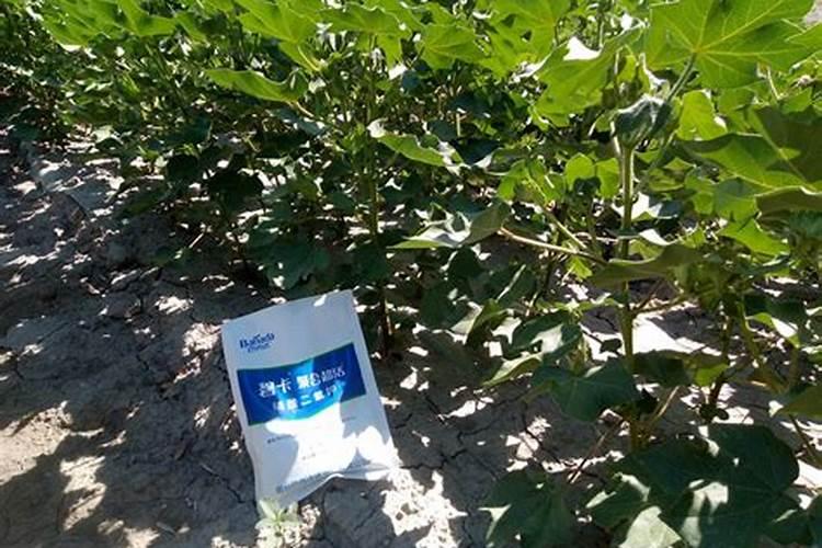 香蕉用什么肥料好