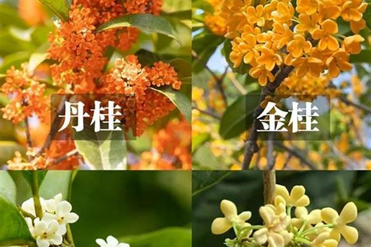 钾肥是什么肥料