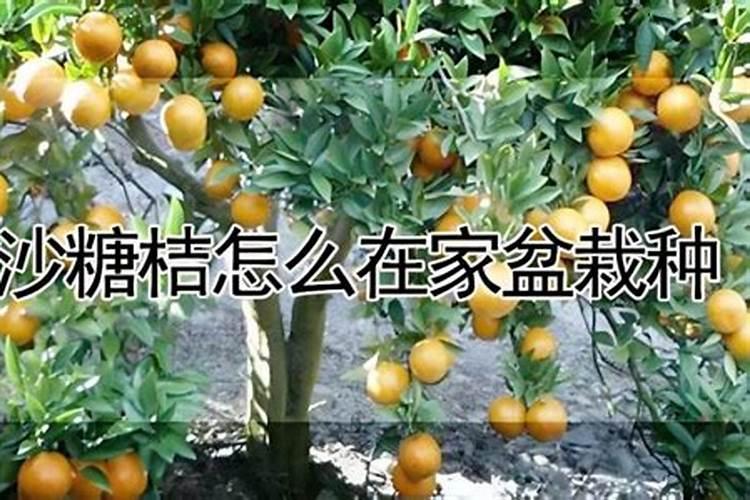 钛肥有什么功效？