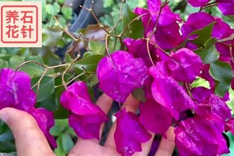 红薯可以做肥料吗