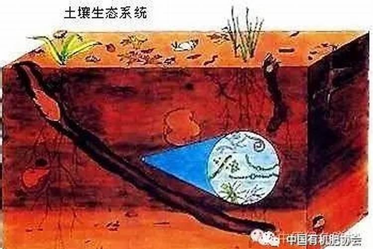 为什么说钾是植物生长不可缺少的物质？