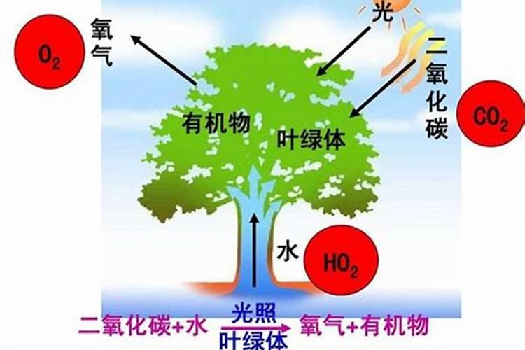 哪些植物需要钾肥