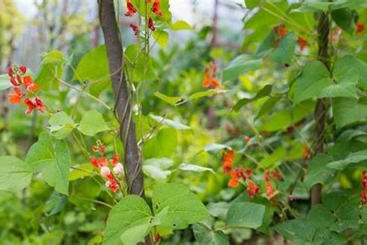 豆角追肥用什么配方的好