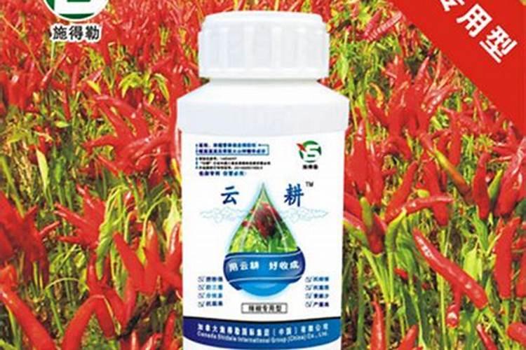 蔷薇叶子发黄怎么办