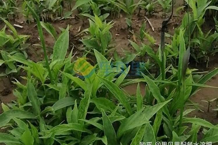 春天花树可以施肥吗