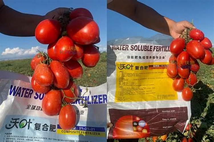 西红柿底肥施哪种钙肥较好？