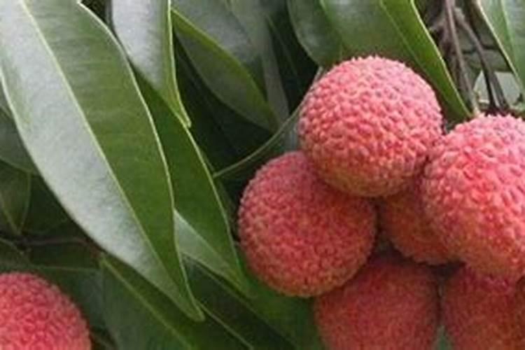 如何让黑松快速生根