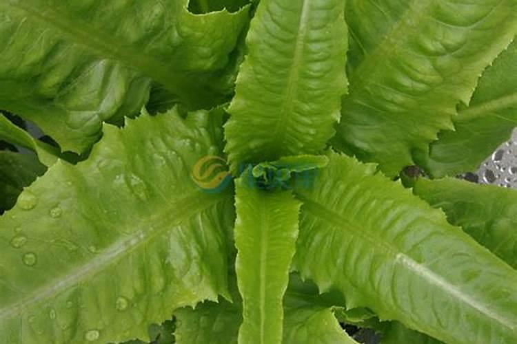 油麦菜种植方法和最佳时间