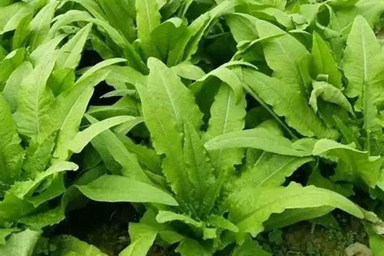 西红柿结果期上什么肥料产量高？西红柿用哪种水溶肥效果好？