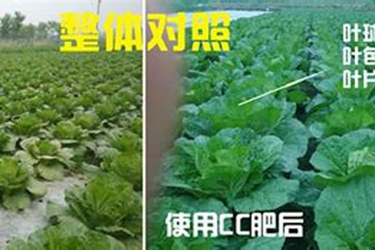 农用硝酸钙的使用方法