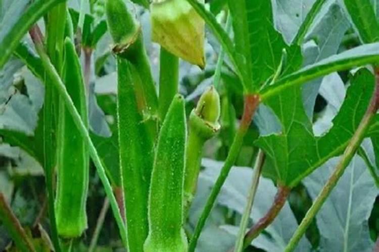 秋葵种植时间,种植方法,注意事项