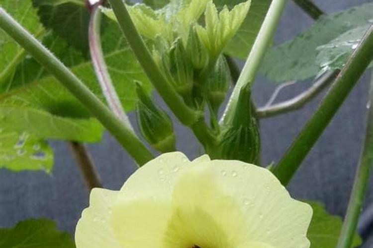 秋葵开花结果期施三个15复合肥好吗？