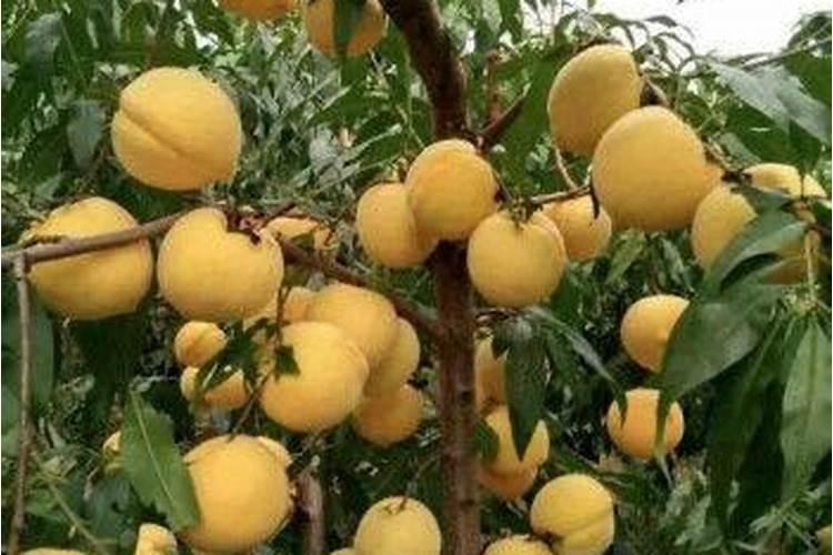 玉米施肥方法与量 玉米怎样施肥最正确