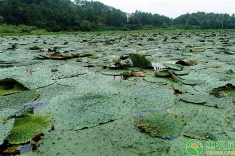 [适合种植芡实栽培正确方法] 芡实种植