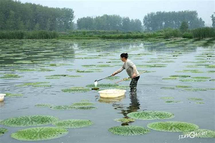 芡实芡实高产栽培
