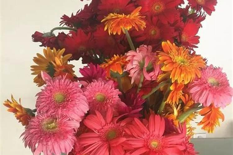 非洲菊初代培养方法和步骤