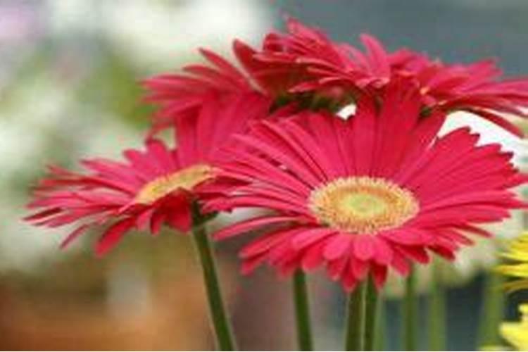 非洲菊叶子发黄是什么原因