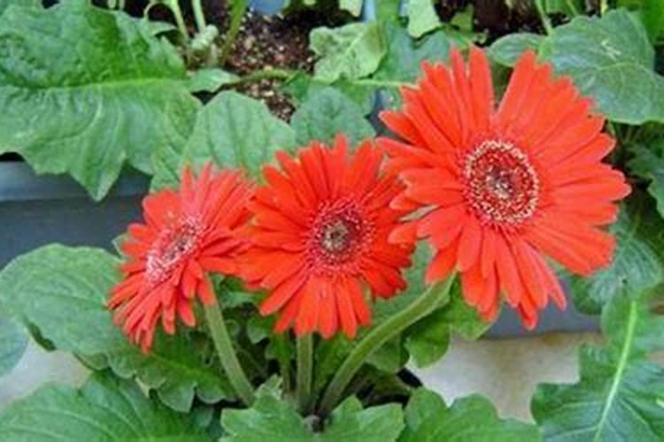 非洲菊醒花的正确方法和技巧