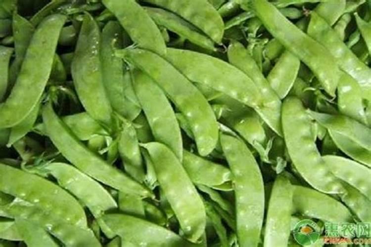 荷兰豆喜欢什么肥料