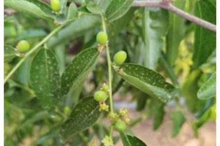 番茄枯萎病的特效药